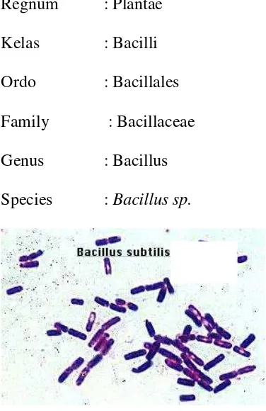 Gambar 1. Bacillus