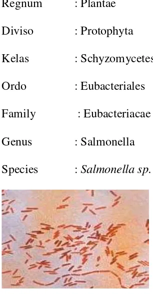 Gambar 4. Salmonella sp.