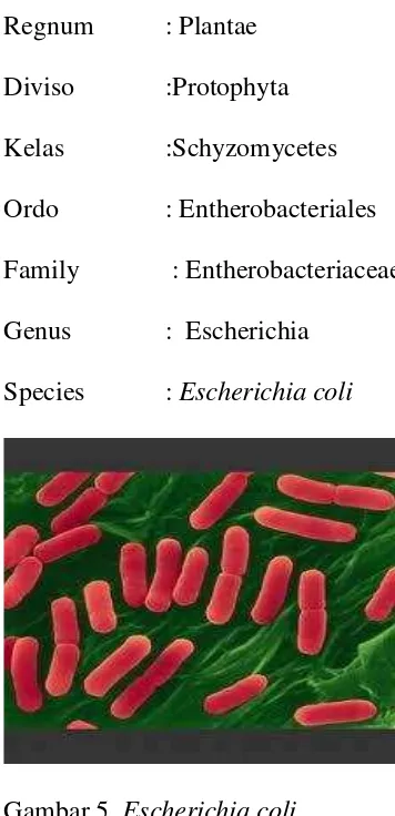 Gambar 5. Escherichia coli