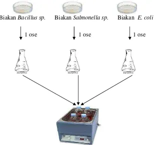 Gambar 6. Proses pembuatan starter bakteri
