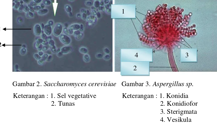 Gambar 2. Saccharomyces cerevisiae   Gambar 3. Aspergillus sp. 