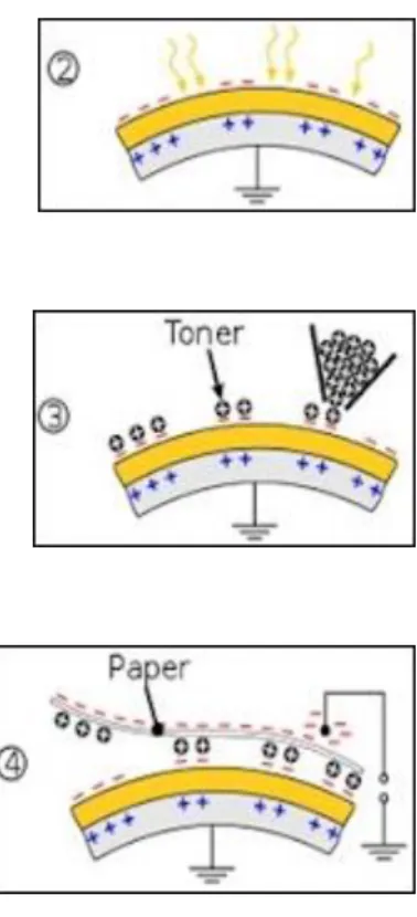 Gambar toner yang dihasilkan pada permukaan drum  dipindahkan dari drum ke kertas dengan muatan yang negatif lebih  tinggi dari drum