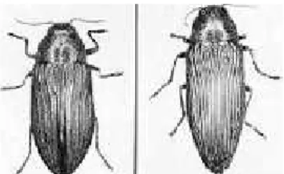 Gambar 2.1. Contoh Spesies di Famili Coccinellidae 31 2. Famili Buprestidae