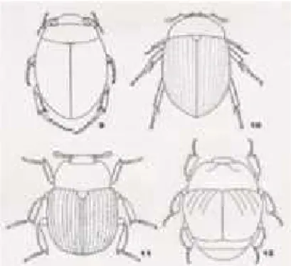 Gambar 2.5. Contoh Spesies di Famili Histeridae 39