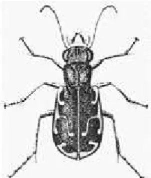Gambar 2.6. Contoh Spesies di Famili Cicindelidae 41 7. Famili Scarabidae