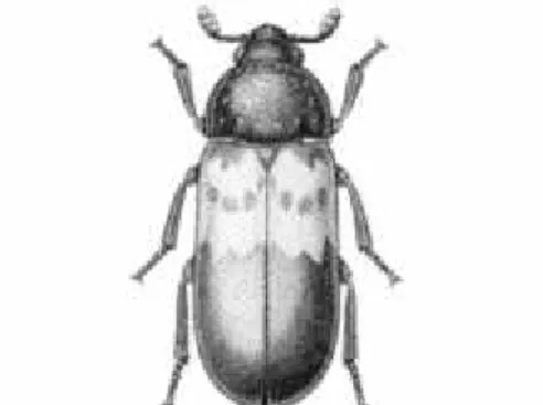 Gambar 2.9. Contoh Spesies di Famili Dermestidae 47 10. Famili Lampyridae