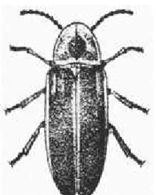 Gambar 2.10. Contoh Spesies di Famili Lampyridae 49