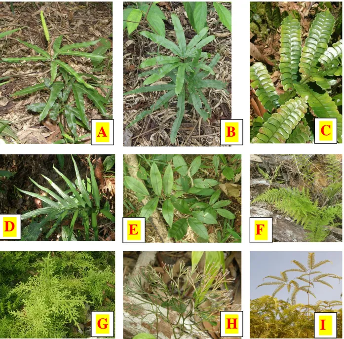Gambar  3.  Foto  tumbuhan  paku  terestrial  di  Tumbang  Mangu.  A.  Helminthostachys 