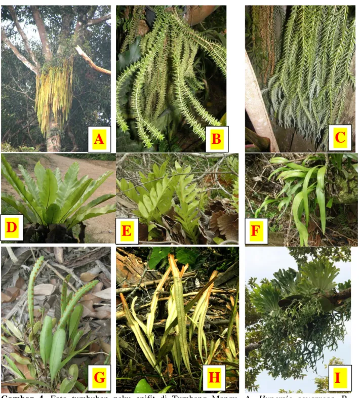 Gambar  4.  Foto  tumbuhan  paku  epifit  di  Tumbang  Mangu.  A.  Huperzia  squarrosa,  B