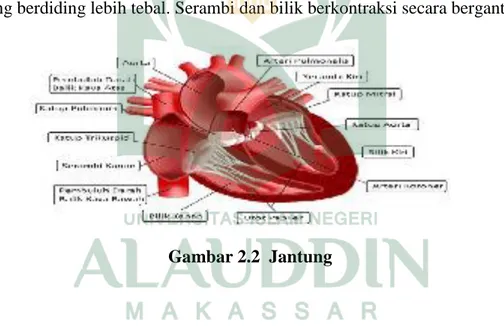 Gambar 2.2  Jantung 