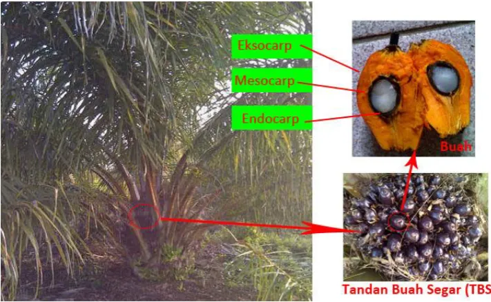 Gambar 2.1. Kelapa Sawit 