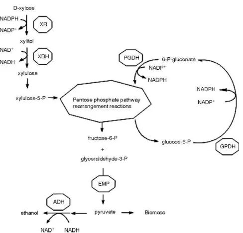 Gambar 2.18. Jalur Metabolisme xilosa oleh D.hansenii 