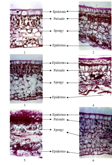 Fig. 5.  Portion of a cross-section of the leaf of Popowia            5.            1