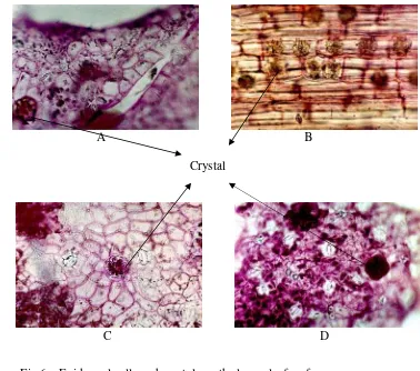 Fig.6.   Epidermal cells and crystals on the lower leaf surface