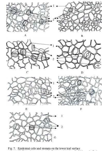 Fig. 7.   Epidermal cells and stomata on the lower leaf surface