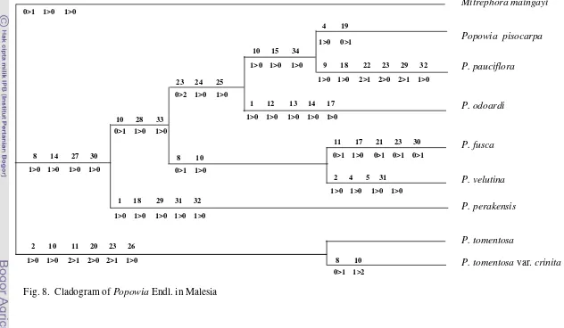 Fig. 8.  Cladogram of Popowia Endl. in Malesia