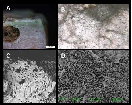 Fig. 1. A - Mosaic floor colonized by boring sponges;  B - 