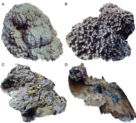 Figure 1. Example 3D models of the four coral morphologies 