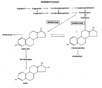 Gambar 2. Biosintesis hormon estrogen (Murray et all, 1990). 