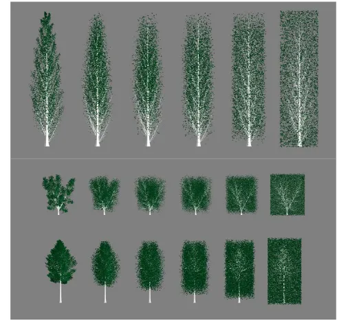 Figure 3: Shown are the different degrees of foliage dispersion for virtual trees constructed with Arbaro