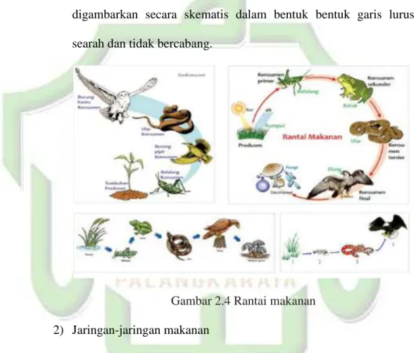Gambar 2.4 Rantai makanan