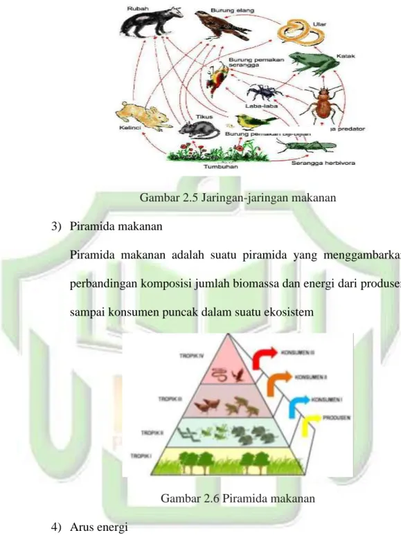 Gambar 2.5 Jaringan-jaringan makanan