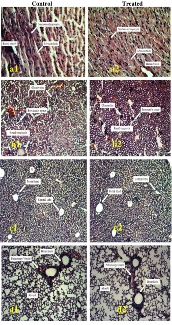 Figure 1. Histological examination of heart (a), kidneys (b), liver (c), lung (d), spleen (e) and ribcage (f)