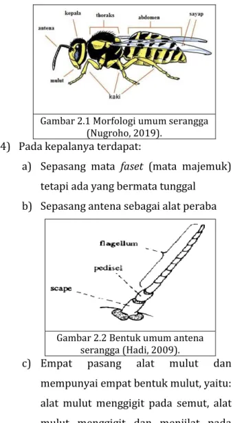 Gambar 2.1 Morfologi umum serangga  (Nugroho, 2019). 