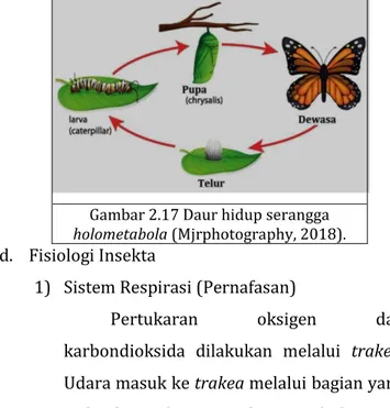 Gambar 2.17 Daur hidup serangga  holometabola (Mjrphotography, 2018). 