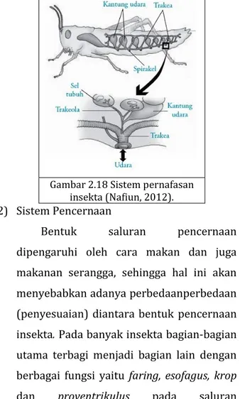 Gambar 2.18 Sistem pernafasan  insekta (Nafiun, 2012).  2)  Sistem Pencernaan 
