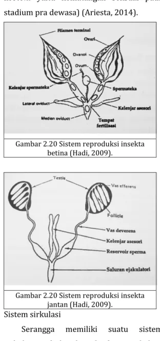 Gambar 2.20 Sistem reproduksi insekta  jantan (Hadi, 2009). 
