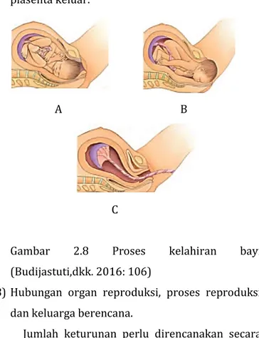 Gambar  2.8  Proses  kelahiran  bayi  (Budijastuti,dkk. 2016: 106) 