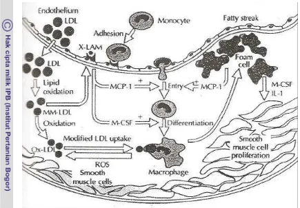 Gambar 1. Awal kejadian aterosklerosis (Berliner et al. 1995) 