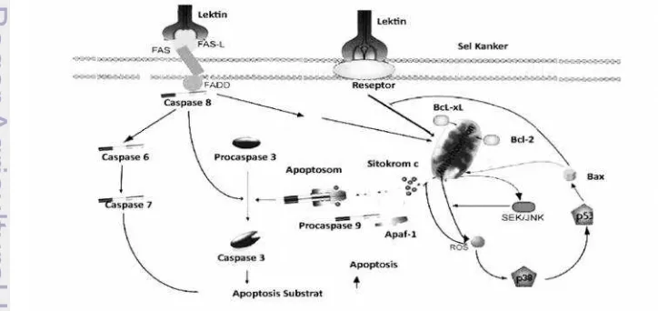 Gambar 4 Mekanisme lektin dalam menginduksi terjadinya prosesapoptosis pada sel kanker (Liu et al