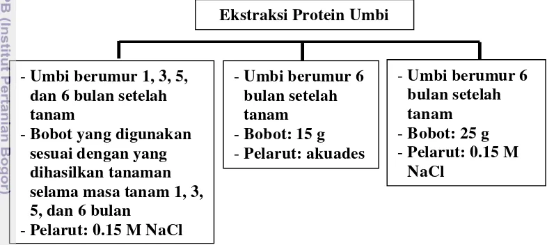 Gambar 5 Bagian-bagian ekstraksi protein umbi yang dilakukan pada penelitian