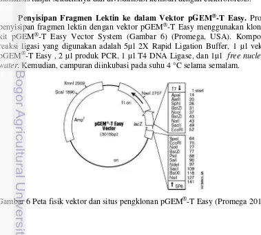 Gambar 6 Peta fisik vektor dan situs pengklonan pGEM®-T Easy (Promega 2010)