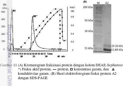 Gambar 11 (A) Kromatogram fraksinasi protein dengan kolom DEAE-Sepharose,