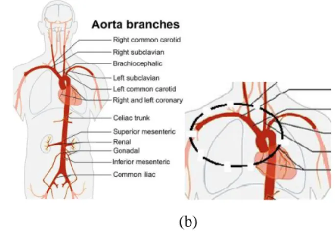 Gambar 2.1 a). sistem peredaran darah pada tubuh manusia. [1]  b). awal mula peredaran darah pada aorta 