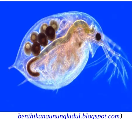 Gambar 1.Daphnia sp.