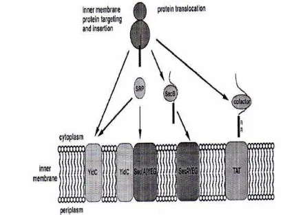 Gambar 6. Jalur target dan insersi protein membran pada E. coli.  