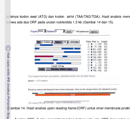 Gambar 14. Hasil analisis open reading frame (ORF) untuk inner membrane protein (imp)