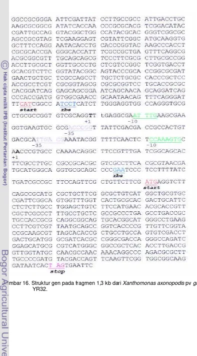 Gambar 16. Struktur gen pada fragmen 1,3 kb dari Xanthomonas axonopodis pv glycines 