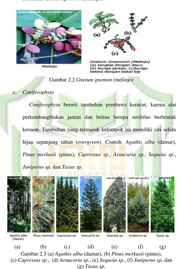 Gambar 2.2 Gnetum gnemon (melinjo)  c.  Coniferophyta 
