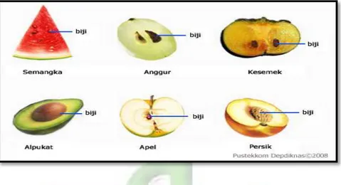 Gambar 2.5 Macam-macam buah yang termasuk berbiji tertutup 