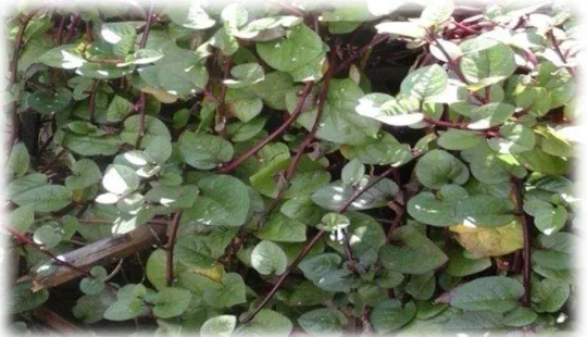 Gambar 1. Tanaman Binahong (Anredera cordifolia) (Sumber: Dokumen Pribadi) 