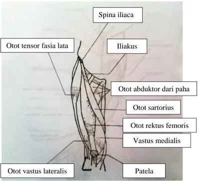 Gambar 7. Struktur otot tungkai atas  (sumber : Pearce C. Evelyn 2002 : 113).  b.  Otot – otot tungkai bawah 