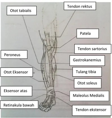 Gambar 8. Struktur otot tungkai bawah  (sumber : Pearce C. Evelyn 2002 : 114). 