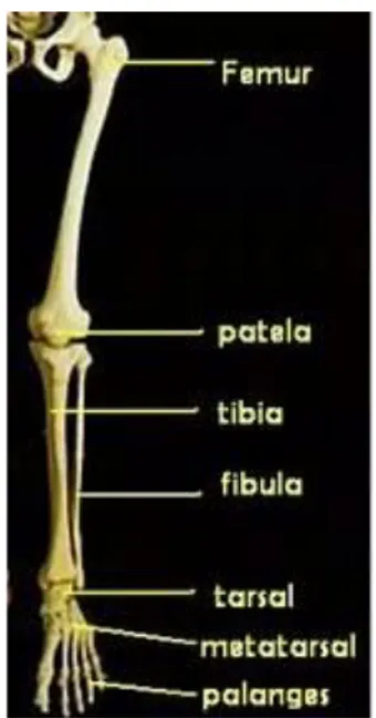 Gambar 9. Anatomi gerak bagian bawah  ( Sumber : Pearce C. Evelyn 2002 : 90 ). 