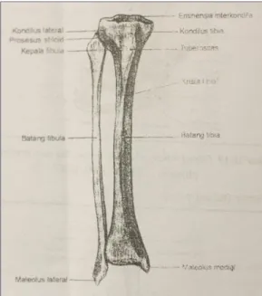 Gambar 10. Tulang tibia dan fibula kanan, (Ethel Sloane anatomi dan  fisiologi untuk pemula, 111:2004, EGC) dalam buku (Setiadi, 2007:296)