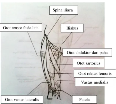 Gambar 11. Otot – otot yang terdapat pada tungkai atas  (sumber : Pearce C. Evelyn 2002 : 113)